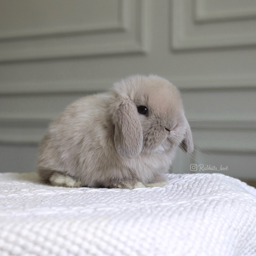 Holland lop lilac - -Holland lop dwarf ( أرنب قزم ) وهو أرنب اجتماعي ومرح جدا يتميز بحجمه الصغير ، وزنه عند البلوغ 1 كيلو جرام او اقل وله أذنان صغيرتان متجهين الى الاسفل ، شعر قصير .لون العيون بنفسجي خفيف العمر : 5 اسابيع الصحه ممتازه وخالي من الامراضطريقه العنايه في حسابنا على الهايلات food - Cage - litter box
يرجى ملاحظة: لايتم الحجز اكثر من اسبوع 🚫
تتقبل هذي الروح وتتحمل مسؤليتها وتربيتها وتتعلم كيفيه التعامل معها وتوفير جميع احتياجاتها تذكر ان الله تعالى سوف يحاسبك على حسن معاملتك مع حيوانك الاليف
في حال تم اللغاء الحجز خلال فتره الحجز يتم ارجاء نصف المبلغ فقط ، ونحتفظ بنصف ( العربون )
العربون تستطيع استخدامه خلال حجزك القادم او شراء منتجات اخرى
تاكد ان جميع حيواناتنا نظيفه وخاليه من الامراض
في حال ملاحظه اي مرض او شي غير طبيعي خلال وقت الاستلام يرجى الابلاغ ، لايتم ارجاء او التبديل