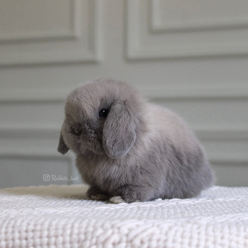 Holland lop blue point - -Holland lop dwarf ( أرنب قزم ) وهو أرنب اجتماعي ومرح جدا يتميز بحجمه الصغير ، وزنه عند البلوغ 1 كيلو جرام او اقل وله أذنان صغيرتان متجهين الى الاسفل ، شعر قصير العمر : 5 اسابيع الصحه ممتازه وخالي من الامراضطريقه العنايه في حسابنا على الهايلات food - Cage - litter box
يرجى ملاحظة: لايتم الحجز اكثر من اسبوع 🚫
تتقبل هذي الروح وتتحمل مسؤليتها وتربيتها وتتعلم كيفيه التعامل معها وتوفير جميع احتياجاتها تذكر ان الله تعالى سوف يحاسبك على حسن معاملتك مع حيوانك الاليف
في حال تم اللغاء الحجز خلال فتره الحجز يتم ارجاء نصف المبلغ فقط ، ونحتفظ بنصف ( العربون )
العربون تستطيع استخدامه خلال حجزك القادم او شراء منتجات اخرى
تاكد ان جميع حيواناتنا نظيفه وخاليه من الامراض
في حال ملاحظه اي مرض او شي غير طبيعي خلال وقت الاستلام يرجى الابلاغ ، لايتم ارجاء او التبديل
