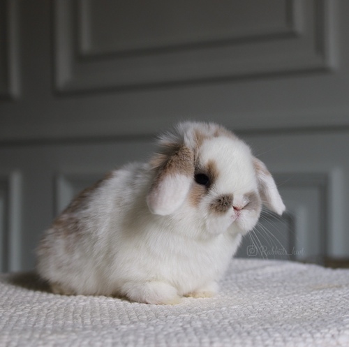 Holland lop broken - -Holland lop dwarf ( أرنب قزم ) وهو أرنب اجتماعي ومرح جدا يتميز بحجمه الصغير ، وزنه عند البلوغ 1 كيلو جرام او اقل وله أذنان صغيرتان متجهين الى الاسفل ، شعر قصير .
العمر : 5 اسابيع الصحه ممتازه وخالي من الامراضطريقه العنايه في حسابنا على الهايلات food - Cage - litter box
يرجى ملاحظة: • لايتم حجز الارنب لاكثر من اسبوع تجنباً للإحراج
•في حال تم اللغاء حجز الارنب خلال فتره الحجز يتم ارجاء نصف المبلغ
والنصف الاخر نحتفظ به كعربون تستطيع استخدامه خلال حجزك لارنب اخر او شراء منتجات من المتجر • تاكد ان جميع ارانبنا نظيفه وخاليه من الامراض• في حال ملاحظه اي مرض او شي غير طبيعي خلال وقت الاستلام يرجى الابلاغ•لايتم ارجاء او تبديل الارنب