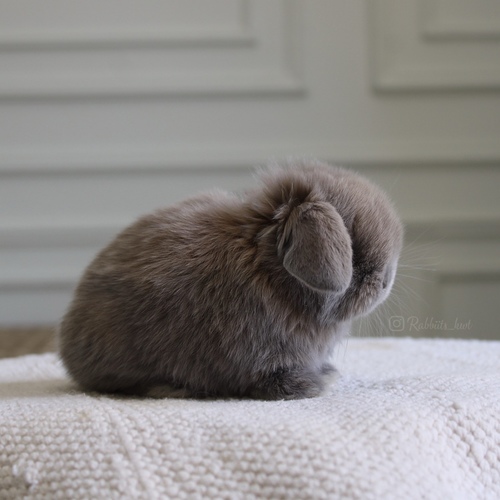 Holland lop blue tort - -Holland lop dwarf ( أرنب قزم ) وهو أرنب اجتماعي ومرح جدا يتميز بحجمه الصغير ، وزنه عند البلوغ 1 كيلو جرام او اقل وله أذنان صغيرتان متجهين الى الاسفل ، شعر قصير .
العمر : 5 اسابيع الصحه ممتازه وخالي من الامراضطريقه العنايه في حسابنا على الهايلات food - Cage - litter box
يرجى ملاحظة: • لايتم حجز الارنب لاكثر من اسبوع تجنباً للإحراج
•في حال تم اللغاء حجز الارنب خلال فتره الحجز يتم ارجاء نصف المبلغ
والنصف الاخر نحتفظ به كعربون تستطيع استخدامه خلال حجزك لارنب اخر او شراء منتجات من المتجر • تاكد ان جميع ارانبنا نظيفه وخاليه من الامراض• في حال ملاحظه اي مرض او شي غير طبيعي خلال وقت الاستلام يرجى الابلاغ•لايتم ارجاء او تبديل الارنب