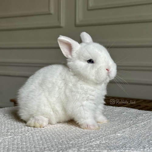 Netherland Dwarf  blue eyes - 5 weeks old 


Age: 5 weeks
 Health is excellent and free of diseases. Ask me


Please note:
• The rabbit is not kept for more than a week to avoid embarrassment


How to take care of your highlights
food, cage, litter box


•If the rabbit reservation is canceled during the reservation period, half the amount will be postponed
We keep the other half as a deposit that you can use while you reserve another rabbit


• Make sure that all of our rabbits are clean and free of diseases
• If you notice any illness or abnormality during the time of receipt, please report it
•The rabbit cannot be postponed or replaced