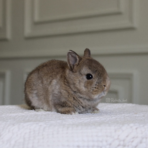 Netherland dwarf chestnut - Excellent level,
Health is excellent and free of diseases. Ask me
Please note:
• The rabbit is not kept for more than a week to avoid embarrassment
How to take care of your highlights
food, cage, litter box
•If the rabbit reservation is canceled during the reservation period, half the amount will be postponed
We keep the other half as a deposit that you can use while you reserve another rabbit
• Make sure that all of our rabbits are clean and free of diseases
• If you notice any illness or abnormality during the time of receipt, please report it
•The rabbit cannot be postponed or replaced