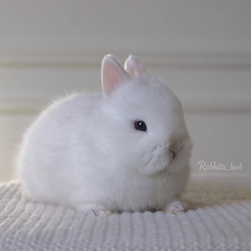 Netherland dwarf blue eyes - Excellent level,
Health is excellent and free of diseases. Ask me
Please note:
• The rabbit is not kept for more than a week to avoid embarrassment
How to take care of your highlights
food, cage, litter box
•If the rabbit reservation is canceled during the reservation period, half the amount will be postponed
We keep the other half as a deposit that you can use while you reserve another rabbit
• Make sure that all of our rabbits are clean and free of diseases
• If you notice any illness or abnormality during the time of receipt, please report it
•The rabbit cannot be postponed or replaced