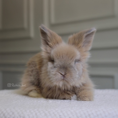 teddy bear bage - Old : 5 weeks
Health is excellent and free of diseases
Please note:
• The rabbit is not kept for more than a week to avoid embarrassment
How to take care of your highlights
food, cage, litter box
•If the rabbit reservation is canceled during the reservation period, half the amount will be postponed
We keep the other half as a deposit that you can use while booking another rabbit or purchasing products from the store
• Make sure that all of our rabbits are clean and free of diseases
• If you notice any illness or abnormality during the time of receipt, please report it
•The rabbit cannot be postponed or replaced