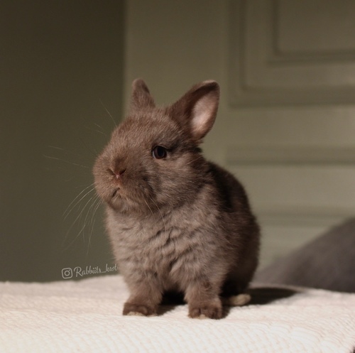 Netherland dwarf chocolate - (الأرنب القزم)يتميز بحجمه القزم وشخصيته الاجتماعية، لعوب للغاية يحب القفز والجري كثيرا وزنه عند البلوغ 1 كيلوجرام أو أقل، وحجمه صغير جداا ،، أذنيه صغيرة ، شعره قصير
العمر : 5 اسابيع 21/5 الميلاد الصحه ممتازه وخالي من الامراضطريقه العنايه في حسابنا على الهايلات food - Cage - litter box
يرجى ملاحظة: • لايتم حجز الارنب لاكثر من اسبوع تجنباً للإحراج
•في حال تم اللغاء حجز الارنب خلال فتره الحجز يتم ارجاء نصف المبلغ
والنصف الاخر نحتفظ به كعربون تستطيع استخدامه خلال حجزك لارنب اخر او شراء منتجات من المتجر • تاكد ان جميع ارانبنا نظيفه وخاليه من الامراض• في حال ملاحظه اي مرض او شي غير طبيعي خلال وقت الاستلام يرجى الابلاغ•لايتم ارجاء او تبديل الارنب
