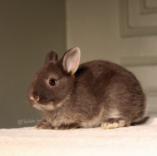 Netherland dwarf chocolate otter - (الأرنب القزم)يتميز بحجمه القزم وشخصيته الاجتماعية، لعوب للغاية يحب القفز والجري كثيرا وزنه عند البلوغ 1 كيلوجرام أو أقل، وحجمه صغير جداا ،، أذنيه صغيرة ، شعره قصير الميلاد 21/5
العمر : 5 اسابيع الصحه ممتازه وخالي من الامراضطريقه العنايه في حسابنا على الهايلات food - Cage - litter box
يرجى ملاحظة: • لايتم حجز الارنب لاكثر من اسبوع تجنباً للإحراج
•في حال تم اللغاء حجز الارنب خلال فتره الحجز يتم ارجاء نصف المبلغ
والنصف الاخر نحتفظ به كعربون تستطيع استخدامه خلال حجزك لارنب اخر او شراء منتجات من المتجر • تاكد ان جميع ارانبنا نظيفه وخاليه من الامراض• في حال ملاحظه اي مرض او شي غير طبيعي خلال وقت الاستلام يرجى الابلاغ•لايتم ارجاء او تبديل الارنب