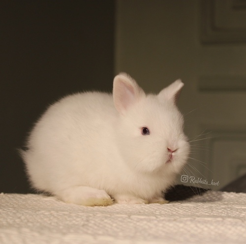 Netherland dwarf blue eyes - (الأرنب القزم)يتميز بحجمه القزم وشخصيته الاجتماعية، لعوب للغاية يحب القفز والجري كثيرا وزنه عند البلوغ 1 كيلوجرام أو أقل، وحجمه صغير جداا ،، أذنيه صغيرة ، شعره قصير
العمر : 5 اسابيع الصحه ممتازه وخالي من الامراضطريقه العنايه في حسابنا على الهايلات food - Cage - litter box
يرجى ملاحظة: • لايتم حجز الارنب لاكثر من اسبوع تجنباً للإحراج
•في حال تم اللغاء حجز الارنب خلال فتره الحجز يتم ارجاء نصف المبلغ
والنصف الاخر نحتفظ به كعربون تستطيع استخدامه خلال حجزك لارنب اخر او شراء منتجات من المتجر • تاكد ان جميع ارانبنا نظيفه وخاليه من الامراض• في حال ملاحظه اي مرض او شي غير طبيعي خلال وقت الاستلام يرجى الابلاغ•لايتم ارجاء او تبديل الارنب