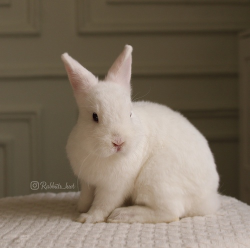 Netherland dwarf blue eyes - Age: 3 months
Health is excellent and free of diseases. Ask me
Please note:
• The rabbit is not kept for more than a week to avoid embarrassment
How to take care of your highlights
food, cage, litter box
•If the rabbit reservation is canceled during the reservation period, half the amount will be postponed
We keep the other half as a deposit that you can use while you reserve another rabbit
• Make sure that all of our rabbits are clean and free of diseases
• If you notice any illness or abnormality during the time of receipt, please report it
•The rabbit cannot be postponed or replaced