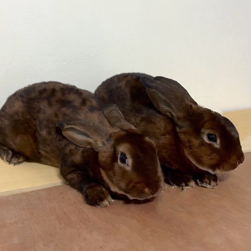 Castor Rex - -Castor Rex (Velvet Rabbit)
A very sociable and playful rabbit with a soft, velvety coat.
Weighs 3 kg or more at maturity.
It has large ears and short, thick, velvety hair.
It is in excellent health and disease-free.
Care instructions are listed on our Haylat account:
Food - Cage - Litter Box
Please note:
• Rabbits are not reserved for more than one week to avoid embarrassment.
• If a rabbit reservation is cancelled during the reservation period, half the amount will be deferred.
We retain the other half as a deposit that you can use when reserving another rabbit or purchasing products from the store.
• Ensure that all our rabbits are clean and disease-free.
• If you notice any illness or abnormality during the pickup period, please report it.
• Rabbits are not deferred or exchanged.