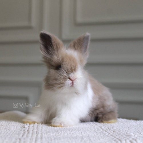 teddy bear VM - Old : 5 weeks
Health is excellent and free of diseases
Please note:
• The rabbit is not kept for more than a week to avoid embarrassment
How to take care of your highlights
food, cage, litter box
•If the rabbit reservation is canceled during the reservation period, half the amount will be postponed
We keep the other half as a deposit that you can use while booking another rabbit or purchasing products from the store
• Make sure that all of our rabbits are clean and free of diseases
• If you notice any illness or abnormality during the time of receipt, please report it
•The rabbit cannot be postponed or replaced