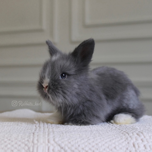 Teddy bear gray white - Old : 5 weeks
Health is excellent and free of diseases
Please note:
• The rabbit is not kept for more than a week to avoid embarrassment
How to take care of your highlights
food, cage, litter box
•If the rabbit reservation is canceled during the reservation period, half the amount will be postponed
We keep the other half as a deposit that you can use while booking another rabbit or purchasing products from the store
• Make sure that all of our rabbits are clean and free of diseases
• If you notice any illness or abnormality during the time of receipt, please report it
•The rabbit cannot be postponed or replaced