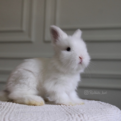 Teddy bear white - 5 weeks old
Health is excellent and free of diseases
Please note:
• The rabbit is not kept for more than a week to avoid embarrassment
How to take care of your highlights
food, cage, litter box
•If the rabbit reservation is canceled during the reservation period, half the amount will be postponed
We keep the other half as a deposit that you can use while booking another rabbit or purchasing products from the store
• Make sure that all of our rabbits are clean and free of diseases
• If you notice any illness or abnormality during the time of receipt, please report it
•The rabbit cannot be postponed or replaced