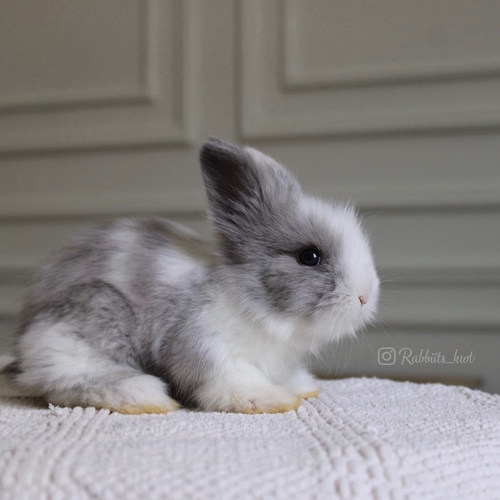 teddy bear white gray - Old : 5 weeks
Health is excellent and free of diseases
Please note:
• The rabbit is not kept for more than a week to avoid embarrassment
How to take care of your highlights
food, cage, litter box
•If the rabbit reservation is canceled during the reservation period, half the amount will be postponed
We keep the other half as a deposit that you can use while booking another rabbit or purchasing products from the store
• Make sure that all of our rabbits are clean and free of diseases
• If you notice any illness or abnormality during the time of receipt, please report it
•The rabbit cannot be postponed or replaced