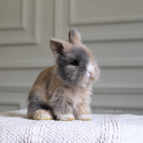 teddy bear T-colours - Old : 5 weeks
Health is excellent and free of diseases
Please note:
• The rabbit is not kept for more than a week to avoid embarrassment
How to take care of your highlights
food, cage, litter box
•If the rabbit reservation is canceled during the reservation period, half the amount will be postponed
We keep the other half as a deposit that you can use while booking another rabbit or purchasing products from the store
• Make sure that all of our rabbits are clean and free of diseases
• If you notice any illness or abnormality during the time of receipt, please report it
•The rabbit cannot be postponed or replaced