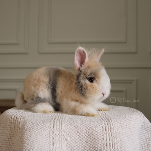 teddy bear T-colours - Old : 3 months we just groomed by us to be ready for you 🏠
Health is excellent and free of diseases
Please note:
• The rabbit is not kept for more than a week to avoid embarrassment
How to take care of your highlights
food, cage, litter box
•If the rabbit reservation is canceled during the reservation period, half the amount will be postponed
We keep the other half as a deposit that you can use while booking another rabbit or purchasing products from the store
• Make sure that all of our rabbits are clean and free of diseases
• If you notice any illness or abnormality during the time of receipt, please report it
•The rabbit cannot be postponed or replaced