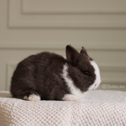 Netherland dwarf vm - Excellent level,
Health is excellent and free of diseases. Ask me
Please note:
• The rabbit is not kept for more than a week to avoid embarrassment
How to take care of your highlights
food, cage, litter box
•If the rabbit reservation is canceled during the reservation period, half the amount will be postponed
We keep the other half as a deposit that you can use while you reserve another rabbit
• Make sure that all of our rabbits are clean and free of diseases
• If you notice any illness or abnormality during the time of receipt, please report it
•The rabbit cannot be postponed or replaced