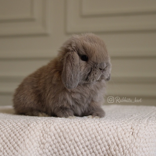 Rabbiits Kwt  - Holland lop blue tort