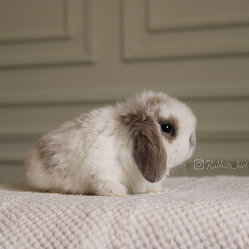 Holland lop broken