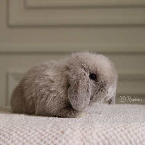 Holland lop lilac vm
