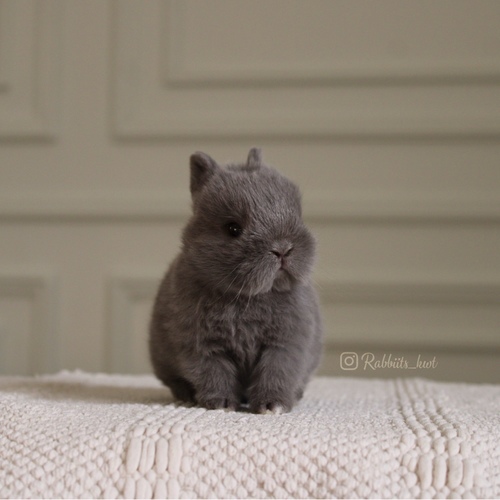 Netherland dwarf gray