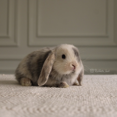 mini lop harlequin - وزنه التقريبي عند البلوغ 2-3 كيلو شعره قصير الاذن إلى الأسفلشخصيته مزاجية فبعضه مرح وبعضه حذر قليلاالعمر : 5 اسابيع الصحه ممتازه وخالي من الامراضطريقه العنايه مرفقه مع البوكس
مع كل أرنب ورقة إرشادات فيها طريقة العناية الصحيحة بالأرنب لضمان صحته وراحته
يرجى ملاحظة: لايتم الحجز اكثر من اسبوع 🚫
تتقبل هذي الروح وتتحمل مسؤليتها وتربيتها وتتعلم كيفيه التعامل معها وتوفير جميع احتياجاتها تذكر ان الله تعالى سوف يحاسبك على حسن معاملتك مع حيوانك الاليف
في حال تم اللغاء الحجز خلال فتره الحجز يتم ارجاع نصف المبلغ فقط ونحتفظ بنصف ( العربون )
العربون تستطيع استخدامه خلال حجزك القادم او شراء منتجات اخرى
تاكد ان جميع حيواناتنا نظيفه وخاليه من الامراض
في حال ملاحظه اي مرض او شي غير طبيعي خلال وقت الاستلام يرجى الابلاغ ، لايتم ارجاء او التبديل