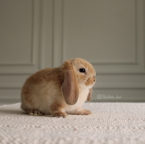 mini lop orange - وزنه التقريبي عند البلوغ 2-3 كيلو شعره قصير الاذن إلى الأسفلشخصيته مزاجية فبعضه مرح وبعضه حذر قليلاالعمر : 5 اسابيع الصحه ممتازه وخالي من الامراضطريقه العنايه مرفقه مع البوكس
مع كل أرنب ورقة إرشادات فيها طريقة العناية الصحيحة بالأرنب لضمان صحته وراحته
يرجى ملاحظة: لايتم الحجز اكثر من اسبوع 🚫
تتقبل هذي الروح وتتحمل مسؤليتها وتربيتها وتتعلم كيفيه التعامل معها وتوفير جميع احتياجاتها تذكر ان الله تعالى سوف يحاسبك على حسن معاملتك مع حيوانك الاليف
في حال تم اللغاء الحجز خلال فتره الحجز يتم ارجاع نصف المبلغ فقط ونحتفظ بنصف ( العربون )
العربون تستطيع استخدامه خلال حجزك القادم او شراء منتجات اخرى
تاكد ان جميع حيواناتنا نظيفه وخاليه من الامراض
في حال ملاحظه اي مرض او شي غير طبيعي خلال وقت الاستلام يرجى الابلاغ ، لايتم ارجاء او التبديل