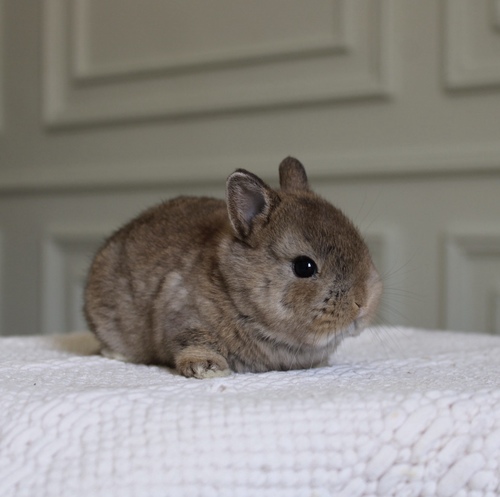 Netherland dwarf chestnut - (الأرنب القزم)يتميز بحجمه القزم وشخصيته الاجتماعية، لعوب للغاية يحب القفز والجري كثيرا وزنه عند البلوغ 1 كيلوجرام أو أقل، وحجمه صغير جداا ،، أذنيه صغيرة ، شعره قصير الميلاد 21/5
العمر : 5 اسابيع الصحه ممتازه وخالي من الامراضطريقه العنايه في حسابنا على الهايلات food - Cage - litter box
يرجى ملاحظة: • لايتم حجز الارنب لاكثر من اسبوع تجنباً للإحراج
•في حال تم اللغاء حجز الارنب خلال فتره الحجز يتم ارجاء نصف المبلغ
والنصف الاخر نحتفظ به كعربون تستطيع استخدامه خلال حجزك لارنب اخر او شراء منتجات من المتجر • تاكد ان جميع ارانبنا نظيفه وخاليه من الامراض• في حال ملاحظه اي مرض او شي غير طبيعي خلال وقت الاستلام يرجى الابلاغ•لايتم ارجاء او تبديل الارنب