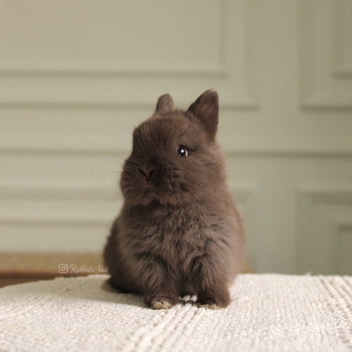Netherland dwarf chocolate - (الأرنب القزم)يتميز بحجمه القزم وشخصيته الاجتماعية، لعوب للغاية يحب القفز والجري كثيرا وزنه عند البلوغ 1 كيلوجرام أو أقل، وحجمه صغير جداا ،، أذنيه صغيرة ، شعره قصير
العمر : 5 اسابيع الصحه ممتازه وخالي من الامراضطريقه العنايه في حسابنا على الهايلات
يرجى ملاحظة: • لايتم حجز الارنب لاكثر من اسبوع تجنباً للإحراج
•في حال تم اللغاء حجز الارنب خلال فتره الحجز يتم ارجاء نصف المبلغ
والنصف الاخر نحتفظ به كعربون تستطيع استخدامه خلال حجزك لارنب اخر او شراء منتجات من المتجر • تاكد ان جميع ارانبنا نظيفه وخاليه من الامراض• في حال ملاحظه اي مرض او شي غير طبيعي خلال وقت الاستلام يرجى الابلاغ•لايتم ارجاء او تبديل الارنب