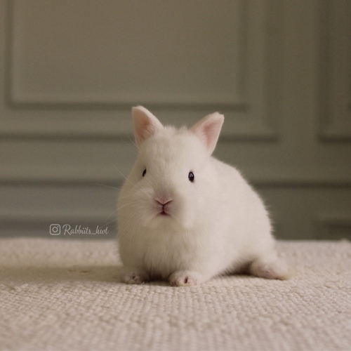 Netherland dwarf blue eyes - (الأرنب القزم)يتميز بحجمه القزم وشخصيته الاجتماعية، لعوب للغاية يحب القفز والجري كثيرا وزنه عند البلوغ 1 كيلوجرام أو أقل، وحجمه صغير جداا ،، أذنيه صغيرة ، شعره قصير
العمر : 5 اسابيع الصحه ممتازه وخالي من الامراضطريقه العنايه في حسابنا على الهايلات food - Cage - litter box
يرجى ملاحظة: • لايتم حجز الارنب لاكثر من اسبوع تجنباً للإحراج
•في حال تم اللغاء حجز الارنب خلال فتره الحجز يتم ارجاء نصف المبلغ
والنصف الاخر نحتفظ به كعربون تستطيع استخدامه خلال حجزك لارنب اخر او شراء منتجات من المتجر • تاكد ان جميع ارانبنا نظيفه وخاليه من الامراض• في حال ملاحظه اي مرض او شي غير طبيعي خلال وقت الاستلام يرجى الابلاغ•لايتم ارجاء او تبديل الارنب
