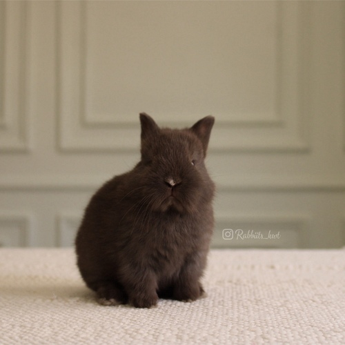 Netherland dwarf chocolate - (الأرنب القزم)يتميز بحجمه القزم وشخصيته الاجتماعية، لعوب للغاية يحب القفز والجري كثيرا وزنه عند البلوغ 1 كيلوجرام أو أقل، وحجمه صغير جداا ،، أذنيه صغيرة ، شعره قصيرالعمر : 5 اسابيع الصحه ممتازه وخالي من الامراضطريقه العنايه في حسابنا على الهايلات food - Cage - litter box
يرجى ملاحظة: • لايتم حجز الارنب لاكثر من اسبوع تجنباً للإحراج
•في حال تم اللغاء حجز الارنب خلال فتره الحجز يتم ارجاء نصف المبلغ
والنصف الاخر نحتفظ به كعربون تستطيع استخدامه خلال حجزك لارنب اخر او شراء منتجات من المتجر • تاكد ان جميع ارانبنا نظيفه وخاليه من الامراض• في حال ملاحظه اي مرض او شي غير طبيعي خلال وقت الاستلام يرجى الابلاغ•لايتم ارجاء او تبديل الارنب