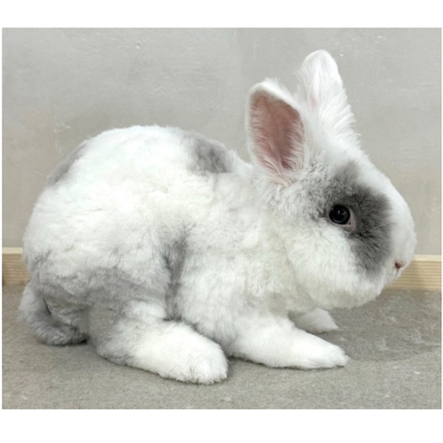 Grooming - 🐰 Clipper Shave (Full Trim): The rabbit is fully shaved using a professional clipper to achieve the shortest possible coat (almost zero length). Perfect for cases of severe matting, heavy shedding, or when you want a fresh start for new fur growth. Includes nail trimming and a full cleaning session.
✂️ Light Grooming & Styling: A gentle grooming session without a full shave — includes brushing, light trimming of the edges, detangling, and overall fur styling for a clean, natural look. Ideal for rabbits that need a soft refresh without removing all their fur. Includes nail trimming and a full cleaning session.
Why Our Service is Special: You don’t have to worry or leave your home! If you’re busy, we can pick up your rabbit, take care of all the grooming details, and bring them back to you neat, clean, and happy. We provide complete comfort for both you and your bunny — from pickup at your doorstep to a full spa-like care experience in our dedicated space.
Important Notes:
Please place your rabbit inside a carrier bag or a small travel box.
Cages are not accepted during pickup or delivery to ensure privacy and avoid inconvenience.
Samples of our grooming work are available in the “Grooming” highlight on our Instagram ✨