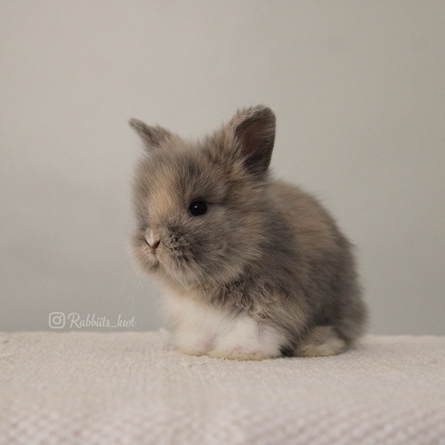 Teddy bear harlequin - Old : 5 weeks 

 Health is excellent and free of diseases
Please note:  
• The rabbit is not kept for more than a week to avoid embarrassment


How to take care of your highlights
food, cage, litter box


•If the rabbit reservation is canceled during the reservation period, half the amount will be postponed
We keep the other half as a deposit that you can use while booking another rabbit or purchasing products from the store


• Make sure that all of our rabbits are clean and free of diseases
• If you notice any illness or abnormality during the time of receipt, please report it
•The rabbit cannot be postponed or replaced