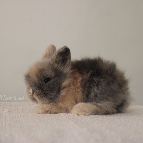 Teddy bear harlequin - Old : 5 weeks 
 Health is excellent and free of diseases
Please note:  
• The rabbit is not kept for more than a week to avoid embarrassment


How to take care of your highlights
food, cage, litter box


•If the rabbit reservation is canceled during the reservation period, half the amount will be postponed
We keep the other half as a deposit that you can use while booking another rabbit or purchasing products from the store


• Make sure that all of our rabbits are clean and free of diseases
• If you notice any illness or abnormality during the time of receipt, please report it
•The rabbit cannot be postponed or replaced