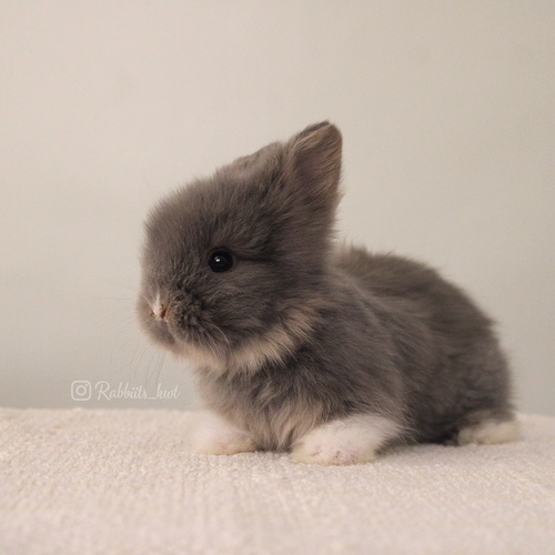 Teddy bear blue otter vm - Old : 5 weeks 

 Health is excellent and free of diseases
Please note:  
• The rabbit is not kept for more than a week to avoid embarrassment


How to take care of your highlights
food, cage, litter box


•If the rabbit reservation is canceled during the reservation period, half the amount will be postponed
We keep the other half as a deposit that you can use while booking another rabbit or purchasing products from the store


• Make sure that all of our rabbits are clean and free of diseases
• If you notice any illness or abnormality during the time of receipt, please report it
•The rabbit cannot be postponed or replaced