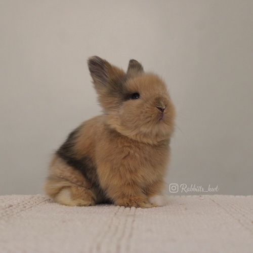 Teddy bear harlequin - Old : 5 weeks 

 Health is excellent and free of diseases
Please note:  
• The rabbit is not kept for more than a week to avoid embarrassment


How to take care of your highlights
food, cage, litter box


•If the rabbit reservation is canceled during the reservation period, half the amount will be postponed
We keep the other half as a deposit that you can use while booking another rabbit or purchasing products from the store


• Make sure that all of our rabbits are clean and free of diseases
• If you notice any illness or abnormality during the time of receipt, please report it
•The rabbit cannot be postponed or replaced