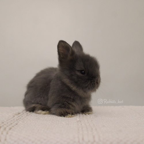 Teddy bear blue otter - Old : 5 weeks 

 Health is excellent and free of diseases
Please note:  
• The rabbit is not kept for more than a week to avoid embarrassment


How to take care of your highlights
food, cage, litter box


•If the rabbit reservation is canceled during the reservation period, half the amount will be postponed
We keep the other half as a deposit that you can use while booking another rabbit or purchasing products from the store


• Make sure that all of our rabbits are clean and free of diseases
• If you notice any illness or abnormality during the time of receipt, please report it
•The rabbit cannot be postponed or replaced