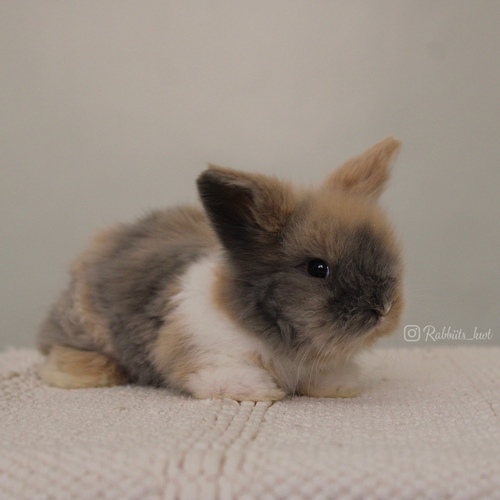 Teddy bear T-colour - Old : 5 weeks 

 Health is excellent and free of diseases
Please note:  
• The rabbit is not kept for more than a week to avoid embarrassment


How to take care of your highlights
food, cage, litter box


•If the rabbit reservation is canceled during the reservation period, half the amount will be postponed
We keep the other half as a deposit that you can use while booking another rabbit or purchasing products from the store


• Make sure that all of our rabbits are clean and free of diseases
• If you notice any illness or abnormality during the time of receipt, please report it
•The rabbit cannot be postponed or replaced
