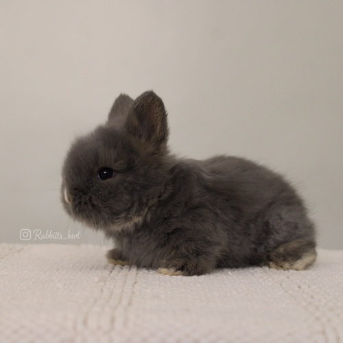 Teddy bear blue otter vm - Old : 5 weeks 

 Health is excellent and free of diseases
Please note:  
• The rabbit is not kept for more than a week to avoid embarrassment


How to take care of your highlights
food, cage, litter box


•If the rabbit reservation is canceled during the reservation period, half the amount will be postponed
We keep the other half as a deposit that you can use while booking another rabbit or purchasing products from the store


• Make sure that all of our rabbits are clean and free of diseases
• If you notice any illness or abnormality during the time of receipt, please report it
•The rabbit cannot be postponed or replaced