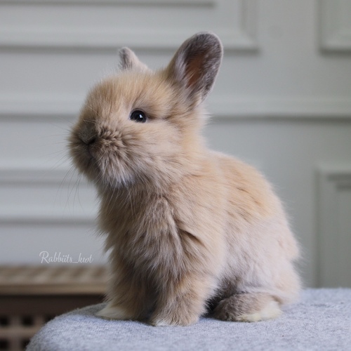 Teddy bear blue tort - Old : 5 weeks 
 Health is excellent and free of diseases
Please note:  
• The rabbit is not kept for more than a week to avoid embarrassment


How to take care of your highlights
food, cage, litter box


•If the rabbit reservation is canceled during the reservation period, half the amount will be postponed
We keep the other half as a deposit that you can use while booking another rabbit or purchasing products from the store


• Make sure that all of our rabbits are clean and free of diseases
• If you notice any illness or abnormality during the time of receipt, please report it
•The rabbit cannot be postponed or replaced