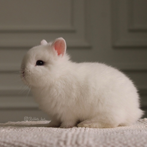 Netherland dwarf blue eyes - Excellent level,
Health is excellent and free of diseases. Ask me
Please note:
• The rabbit is not kept for more than a week to avoid embarrassment
How to take care of your highlights
food, cage, litter box
•If the rabbit reservation is canceled during the reservation period, half the amount will be postponed
We keep the other half as a deposit that you can use while you reserve another rabbit
• Make sure that all of our rabbits are clean and free of diseases
• If you notice any illness or abnormality during the time of receipt, please report it
•The rabbit cannot be postponed or replaced