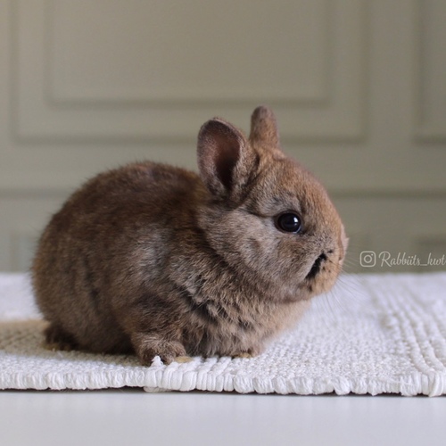 Netherland dwarf chestnut - Excellent level,
Health is excellent and free of diseases. Ask me
Please note:
• The rabbit is not kept for more than a week to avoid embarrassment
How to take care of your highlights
food, cage, litter box
•If the rabbit reservation is canceled during the reservation period, half the amount will be postponed
We keep the other half as a deposit that you can use while you reserve another rabbit
• Make sure that all of our rabbits are clean and free of diseases
• If you notice any illness or abnormality during the time of receipt, please report it
•The rabbit cannot be postponed or replaced