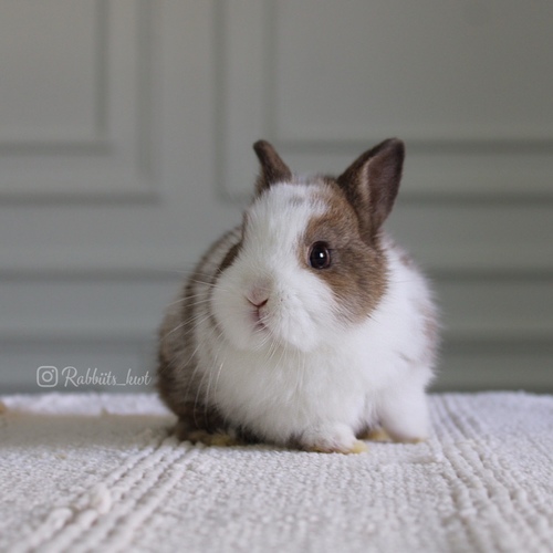 Netherland dwarf chestnut vm - Age: 5 weeks
 Health is excellent and free of diseases. Ask me


Please note:
• The rabbit is not kept for more than a week to avoid embarrassment


How to take care of your highlights
food, cage, litter box


•If the rabbit reservation is canceled during the reservation period, half the amount will be postponed
We keep the other half as a deposit that you can use while you reserve another rabbit


• Make sure that all of our rabbits are clean and free of diseases
• If you notice any illness or abnormality during the time of receipt, please report it
•The rabbit cannot be postponed or replaced