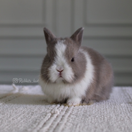 Netheland dwarf blue vm - Excellent level,
Health is excellent and free of diseases. Ask me
Please note:
• The rabbit is not kept for more than a week to avoid embarrassment
How to take care of your highlights
food, cage, litter box
•If the rabbit reservation is canceled during the reservation period, half the amount will be postponed
We keep the other half as a deposit that you can use while you reserve another rabbit
• Make sure that all of our rabbits are clean and free of diseases
• If you notice any illness or abnormality during the time of receipt, please report it
•The rabbit cannot be postponed or replaced