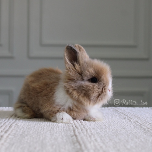 Teddy bear T-colour - Old : 5 weeks 

 Health is excellent and free of diseases
Please note:  
• The rabbit is not kept for more than a week to avoid embarrassment


How to take care of your highlights
food, cage, litter box


•If the rabbit reservation is canceled during the reservation period, half the amount will be postponed
We keep the other half as a deposit that you can use while booking another rabbit or purchasing products from the store


• Make sure that all of our rabbits are clean and free of diseases
• If you notice any illness or abnormality during the time of receipt, please report it
•The rabbit cannot be postponed or replaced