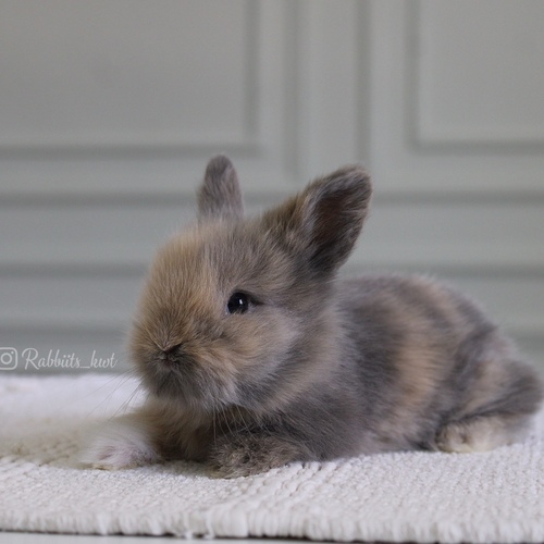 Teddy bear T-colour - Old : 5 weeks 

 Health is excellent and free of diseases
Please note:  
• The rabbit is not kept for more than a week to avoid embarrassment


How to take care of your highlights
food, cage, litter box


•If the rabbit reservation is canceled during the reservation period, half the amount will be postponed
We keep the other half as a deposit that you can use while booking another rabbit or purchasing products from the store


• Make sure that all of our rabbits are clean and free of diseases
• If you notice any illness or abnormality during the time of receipt, please report it
•The rabbit cannot be postponed or replaced