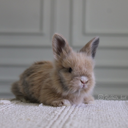 Teddy bear T-colour - Old : 5 weeks 

 Health is excellent and free of diseases
Please note:  
• The rabbit is not kept for more than a week to avoid embarrassment


How to take care of your highlights
food, cage, litter box


•If the rabbit reservation is canceled during the reservation period, half the amount will be postponed
We keep the other half as a deposit that you can use while booking another rabbit or purchasing products from the store


• Make sure that all of our rabbits are clean and free of diseases
• If you notice any illness or abnormality during the time of receipt, please report it
•The rabbit cannot be postponed or replaced