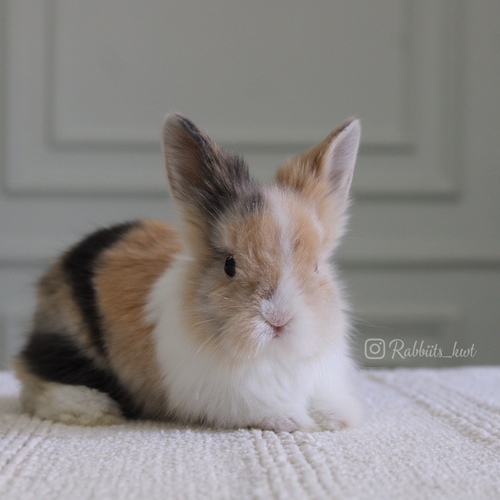 Teddy bear T-colours - Old weeks-5
 Health is excellent and free of diseases
Please note:  
• The rabbit is not kept for more than a week to avoid embarrassment


How to take care of your highlights
food, cage, litter box


•If the rabbit reservation is canceled during the reservation period, half the amount will be postponed
We keep the other half as a deposit that you can use while booking another rabbit or purchasing products from the store


• Make sure that all of our rabbits are clean and free of diseases
• If you notice any illness or abnormality during the time of receipt, please report it
•The rabbit cannot be postponed or replaced