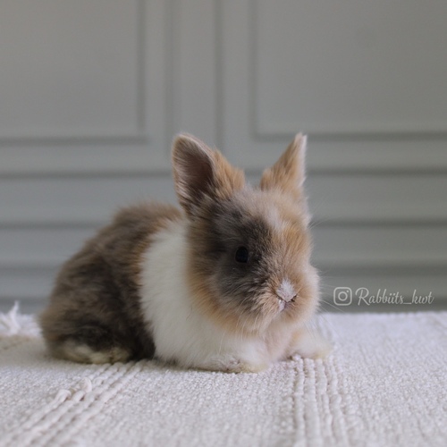 Teddy bear T-colours - Old : 5 weeks 
 Health is excellent and free of diseases
Please note:  
• The rabbit is not kept for more than a week to avoid embarrassment


How to take care of your highlights
food, cage, litter box


•If the rabbit reservation is canceled during the reservation period, half the amount will be postponed
We keep the other half as a deposit that you can use while booking another rabbit or purchasing products from the store


• Make sure that all of our rabbits are clean and free of diseases
• If you notice any illness or abnormality during the time of receipt, please report it
•The rabbit cannot be postponed or replaced