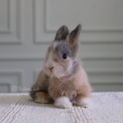 Teddy bear T-colours - Old : 5 weeks 

 Health is excellent and free of diseases
Please note:  
• The rabbit is not kept for more than a week to avoid embarrassment


How to take care of your highlights
food, cage, litter box


•If the rabbit reservation is canceled during the reservation period, half the amount will be postponed
We keep the other half as a deposit that you can use while booking another rabbit or purchasing products from the store


• Make sure that all of our rabbits are clean and free of diseases
• If you notice any illness or abnormality during the time of receipt, please report it
•The rabbit cannot be postponed or replaced