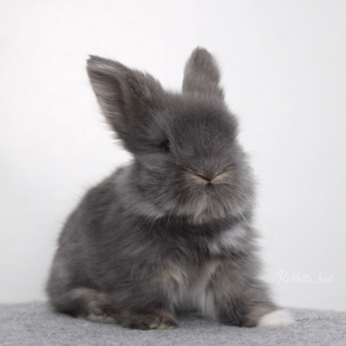 Teddy bear blue otter vm - Old : 5 weeks 

 Health is excellent and free of diseases
Please note:  
• The rabbit is not kept for more than a week to avoid embarrassment


How to take care of your highlights
food, cage, litter box


•If the rabbit reservation is canceled during the reservation period, half the amount will be postponed
We keep the other half as a deposit that you can use while booking another rabbit or purchasing products from the store


• Make sure that all of our rabbits are clean and free of diseases
• If you notice any illness or abnormality during the time of receipt, please report it
•The rabbit cannot be postponed or replaced